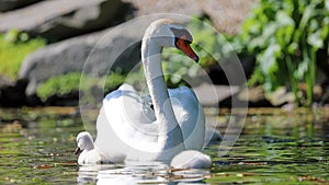 Unique swan with babies in a lake, high definition photo of this wonderful avian in south america.