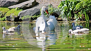 Unique swan with babies in a lake, high definition photo of this wonderful avian in south america.