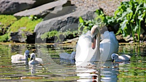 Unique swan with babies in a lake, high definition photo of this wonderful avian in south america.