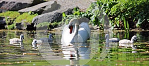 Unique swan with babies in a lake, high definition photo of this wonderful avian in south america.