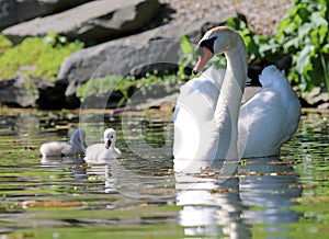 Unique swan with babies in a lake, high definition photo of this wonderful avian in south america.