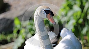 Unique swan with babies in a lake, high definition photo of this wonderful avian in south america.