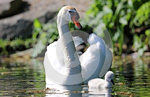 Unique swan with babies in a lake, high definition photo of this wonderful avian in south america.