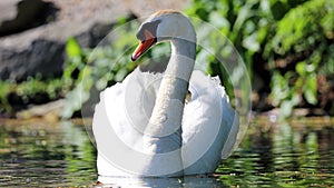 Unique swan with babies in a lake, high definition photo of this wonderful avian in south america.