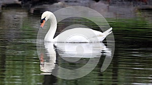 Unique swan in a lake, high definition photo of this wonderful avian in south america.