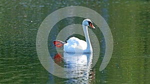Unique swan in a lake, high definition photo of this wonderful avian in south america.