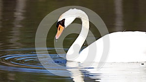 Unique swan in a lake, high definition photo of this wonderful avian in south america.