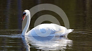 Unique swan in a lake, high definition photo of this wonderful avian in south america.