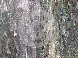 unique texture tree old bark background
