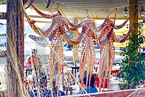 Unique Travel Destinations. Line of Octopuses Drying At Open Deck