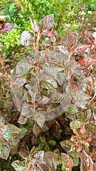 A unique tree with beautiful reddish green leaves.