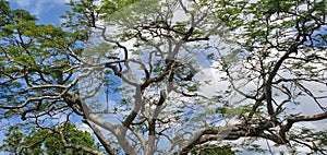 Unique tree canopy at a park in Okinawa Japan photo