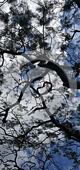 Silhouette of a unique tree canopy at a park in Okinawa Japan