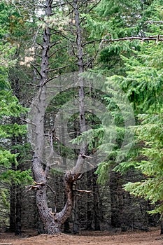 Unique tree in forest