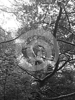 Unique tree in the forest