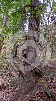 Unique tree in the frangipani forest