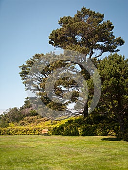 Unique tree and lone bench