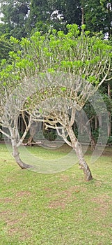 Unique tree Monkey Forest, Sangeh, Bali