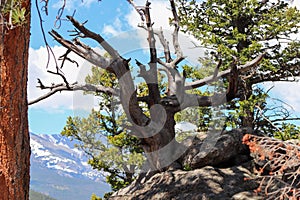 Unique Tree stumps in Colorado Mountains along hiking trails