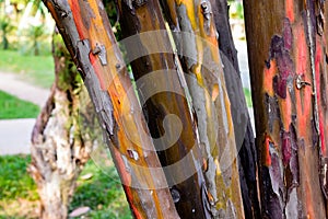 Unique tree trunks with colorful barks and patterns in a park with bright green background. textured surfaces concept