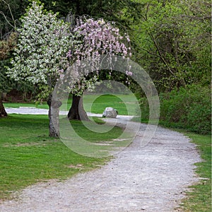 Unique tree with two different spring blossom.