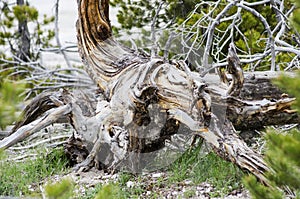 Unique tree uprooted from the ground