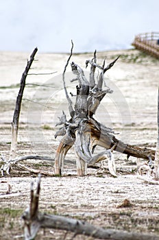 Unique tree uprooted from the ground