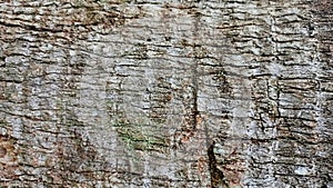 Unique tree wood texture background