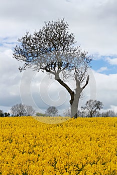 Unique Tree in Yellow Rapeseed Field