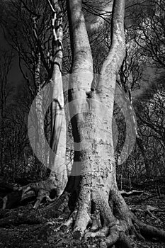 Unique Trees in Northumberland UK