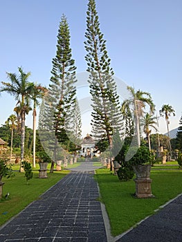 Unique trees at Taman Ujung park, Bali