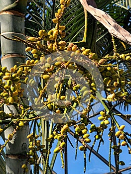 Unique tropical tree with pods in botanical garden