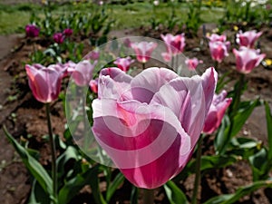 Unique tulip \'Mistress mystic\' blooming with pink and pale lavender flowers with a greyish sheen
