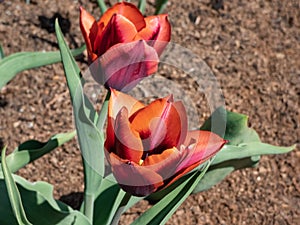 Unique tulip 'Slawa' blooming with red flower that has a pink edge with an orange glow which fades to silver-white
