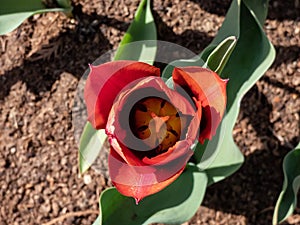 Unique tulip 'Slawa' blooming with red flower that has a pink edge with an orange glow which fades to silver-white