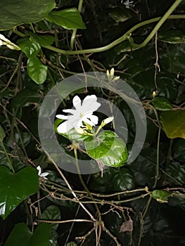 A unique  type of gardania flower