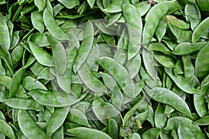 Unique type of Snow pea with velvety and furry hairy texture