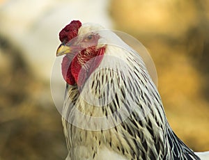 Unique and unique chickens of Brema breed