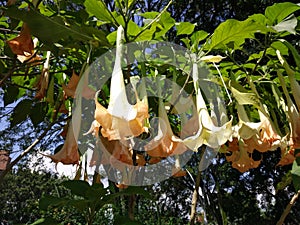 Unique upside down flowers