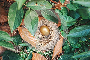 Unique and valuable golden egg with nest on green and dried leaves