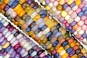 unique variety of rainbow colored corn