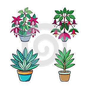 Unique Magellanica Fuchsia Houseplant Vector Art photo