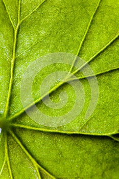 Unique veins of the green leaf of geranium close-up.