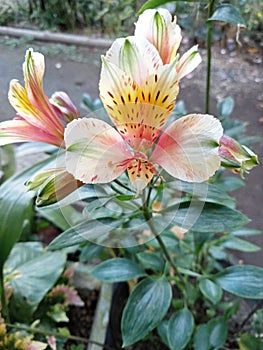 Unique view of Alstroemeria psittacina plant with beautiful flower pattern