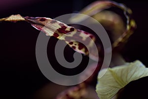 Unique View from Undernearth an Oncidium Orchid Blossom Against Black