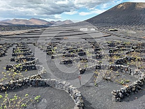 Unique vinyards among volcanoes