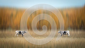 Unique white and black spotted cows walking in a field