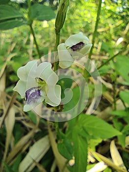 Unique white flowers have purplish tongues