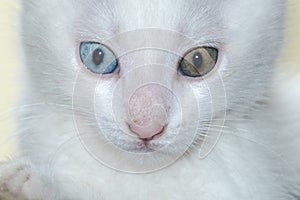 Unique white kitten with two different eye colors