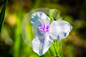 Unique white tradescantia Anderson with yellow stamens